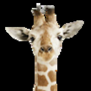 Meet your Posher, Tian